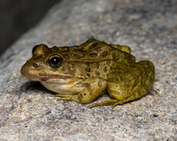 Photo of Lowland Leopard Frog - Close up