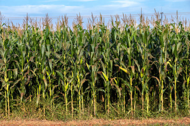 istock View of a green corn plantation 1406094043