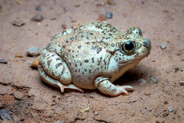 istock Plains Spadefoot - Close up 1406094060