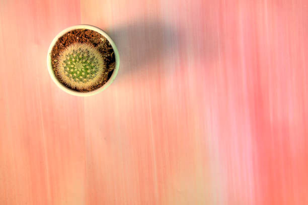 Top view of cactus plant on lay flat multi-colored surface, space for text