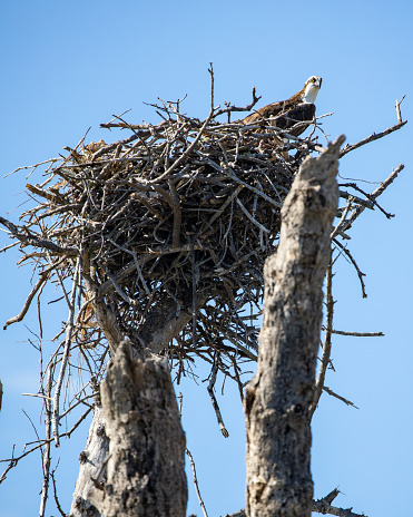 Osprey Sitting on top of its nest