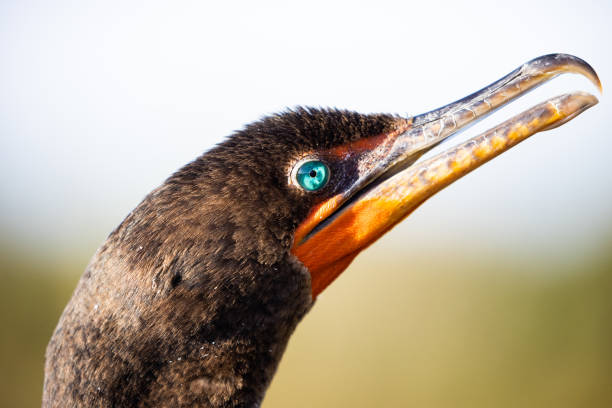 istock Cormorant up close head in the Everglades 1406097194
