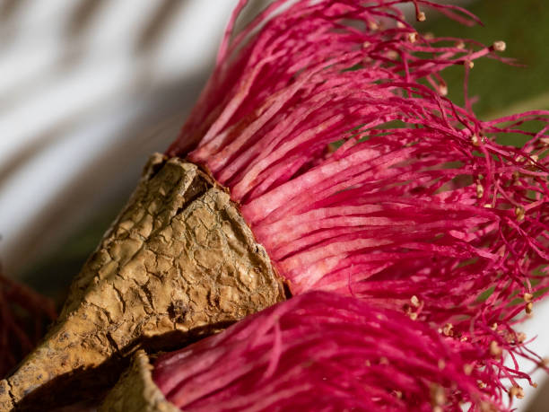 istock Close up of  flowering gum tree 1406097238