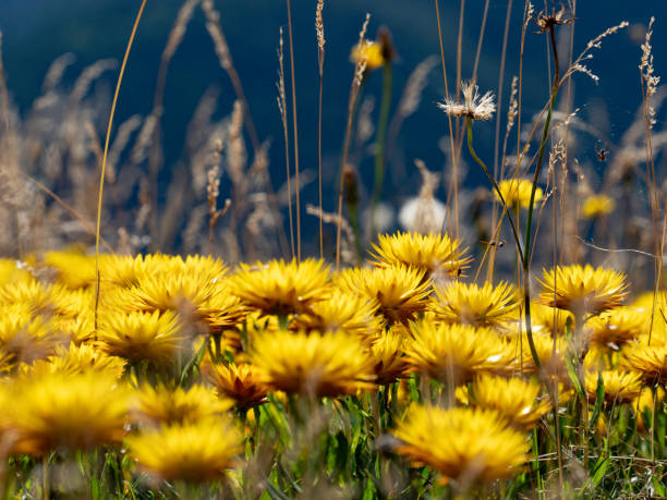 Bright yellow paper daisies in the Australian Alps