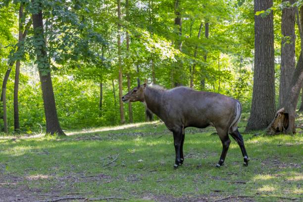 Sweet Nilgai Stock Photos, Pictures & Royalty-Free Images - iStock