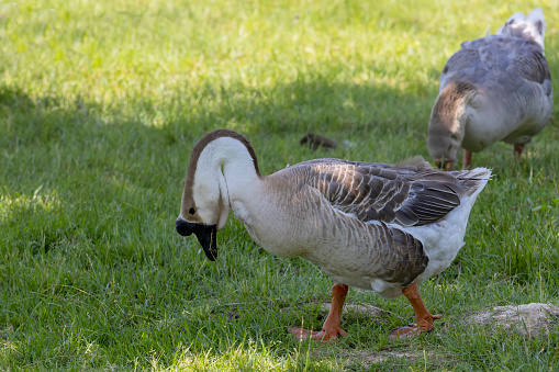 The African goose is a breed of domestic goose derived from the wild swan goose (Anser cygnoides).