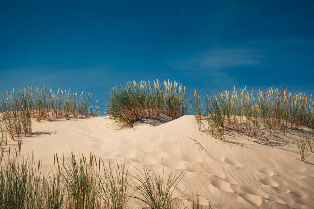 istock Leba sand dunes in Poland. 1406098763