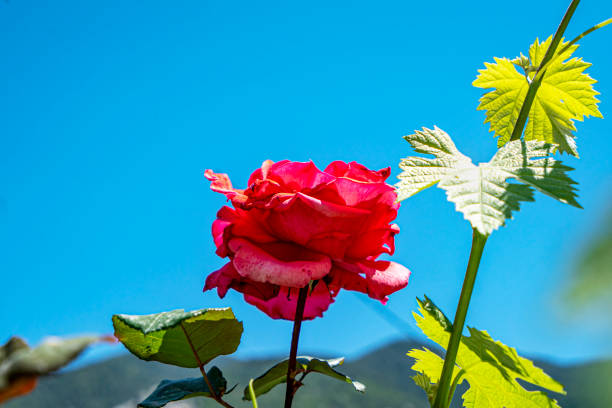 Beautiful red flowers and roses
