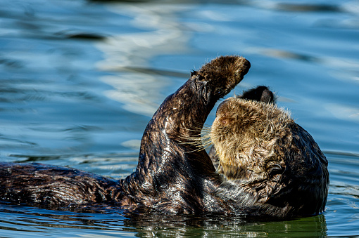 An adult sea otter cleaning his feet in the waters of the Elkhorn Slough at Moss Landing, California
