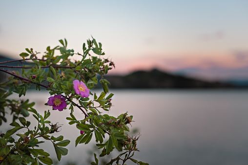 Close-up photograph of pink wild rose flowers with Okanagan Lake, mountains, and sunset sky background
