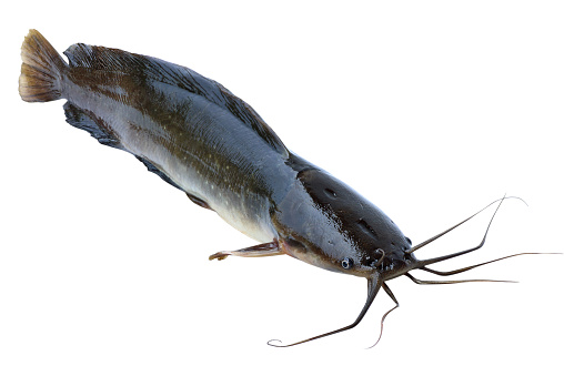 Catfish from freshwater fishery isolated on white background  with clipping path included.