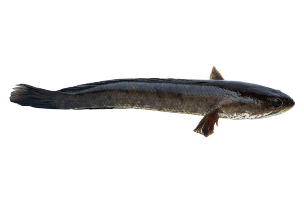 istock snakehead fish from freshwater isolated on white background 1406106685