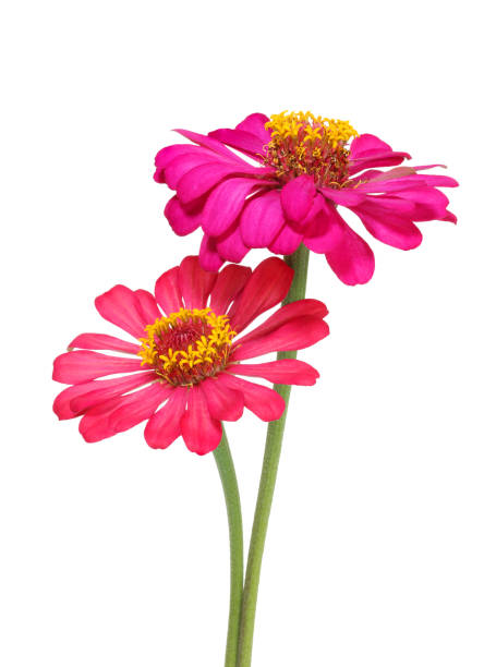istock beautiful zinnia flower isolated on white background 1406107100