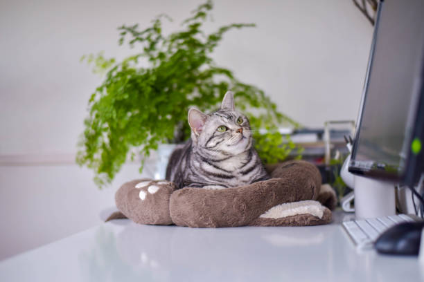 um gato cuidando de trabalhar em casa - shorthair cat audio - fotografias e filmes do acervo