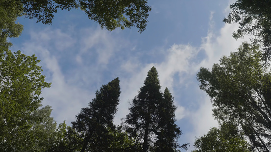 White clouds surrounded by luxuriant trees against a beautiful clear sky. Green trees in the background sky view from the bottom up.
