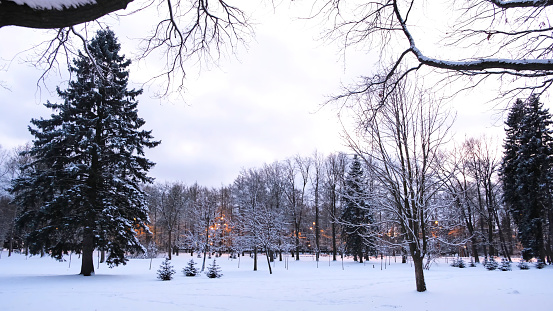 View of the snow-covered winter Park with a lanterns. Concept. Beautiful pine trees and lanterns in the Park in winter.