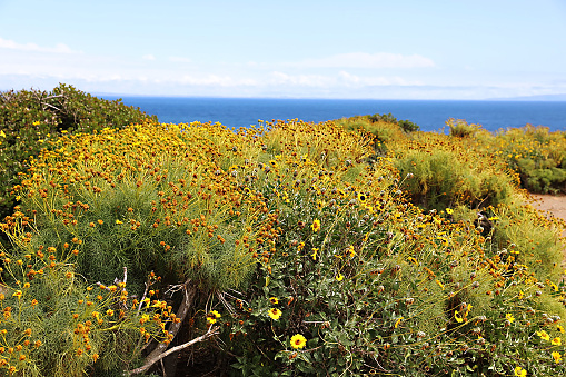 Aloe Veras in bloom alongside road. 