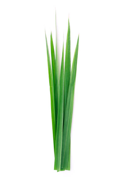 istock Tip of lemongrass leaf isolated on white background. 1406116267