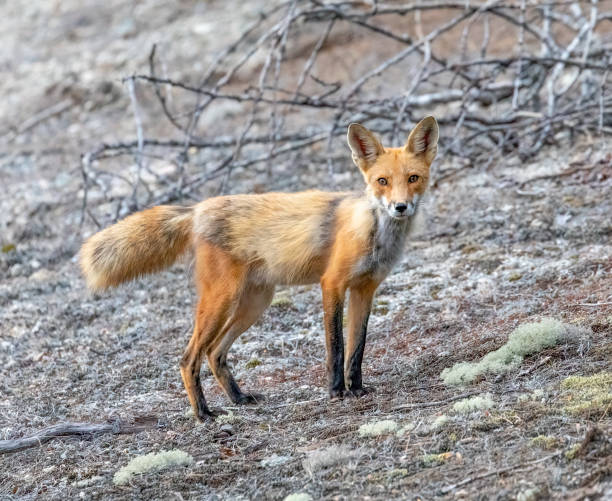 istock Fox on the side of the road 1406116393