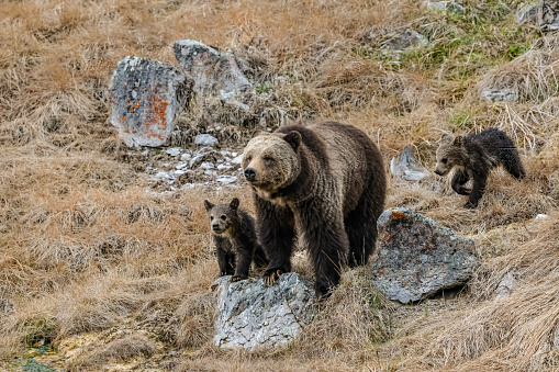 Brown Bear, Ursus arctos\n\nKhutzeymateen Provincial Park, Great Bear Rainforest, British Columbia, Canada