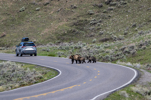 The grizzly bear (Ursus arctos horribilis), also known as the North American brown bear or simply grizzly, is a population or subspecies of the brown bear inhabiting North America. Yellowstone National Park, Wyoming. Mother bear and cubs crossing the road near a car.
