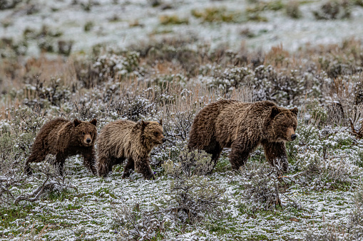 The grizzly bear (Ursus arctos horribilis), also known as the North American brown bear or simply grizzly, is a population or subspecies of the brown bear inhabiting North America. Yellowstone National Park, Wyoming. Mother bear and cubs.