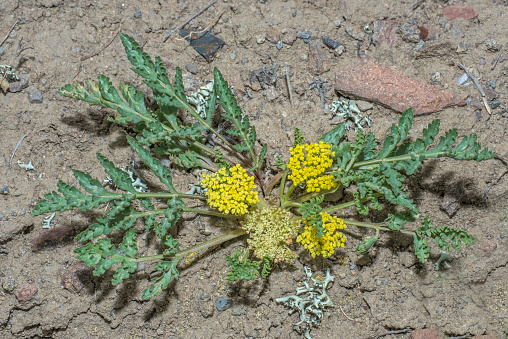 Musineon divaricatum, leafy wild parsley. Yellowstone National Park, Wyoming. Apiaceae.