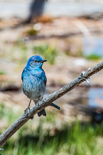 The mountain bluebird (Sialia currucoides) found in Yellowstone National Park, Wyoming.