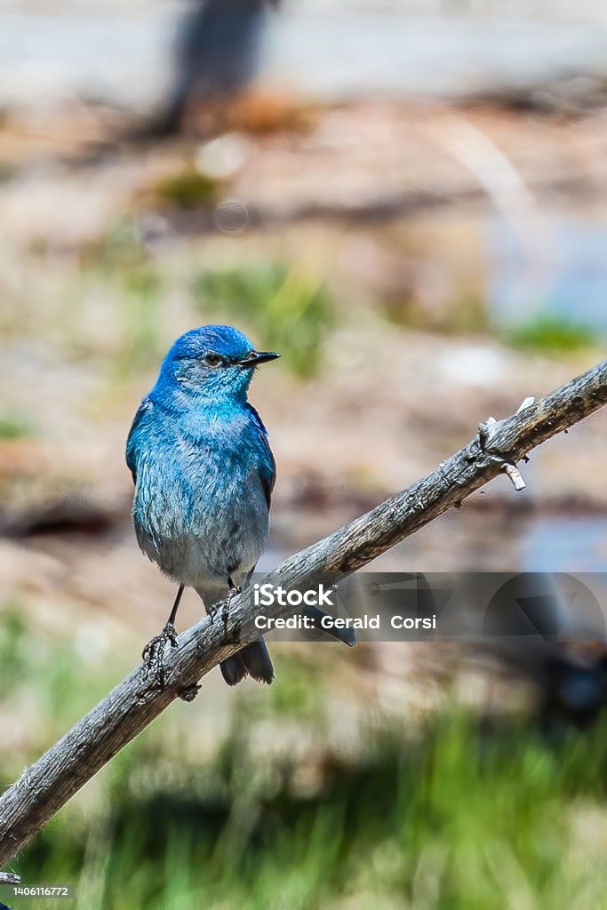 The mountain bluebird (Sialia currucoides) found in Yellowstone National Park, Wyoming. Mountain Bluebird Stock Photo