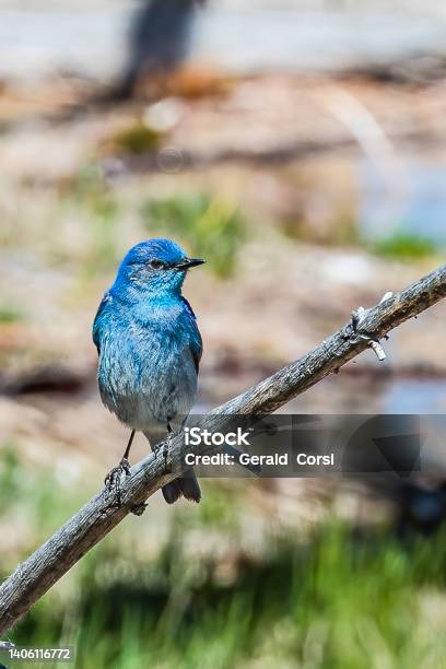 The Mountain Bluebird Found In Yellowstone National Park Wyoming Stock Photo - Download Image Now