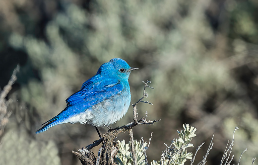 The mountain bluebird (Sialia currucoides) found in Yellowstone National Park, Wyoming.