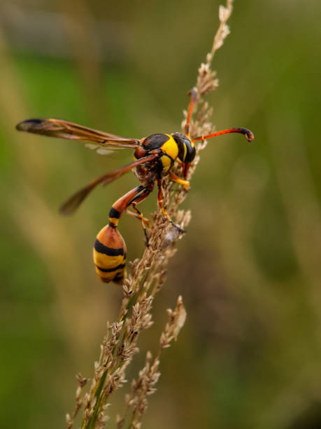 istock Chlorophytum comosum. Insects 1406119202