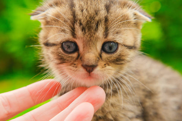 Scottish fold tabby kitten.Pets.Tabby striped kitten and child arms.hand stroking a kitten.