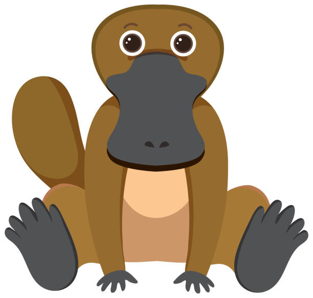 Cute platypus in flat style isolated Cute platypus in flat style isolated illustration duck billed platypus stock illustrations