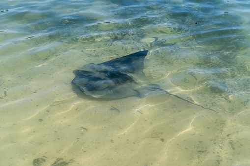 Two stingray swim in the ocean in Australia. Southern eagle ray and Short tail smooth stingray. Australian wildlife in the wild