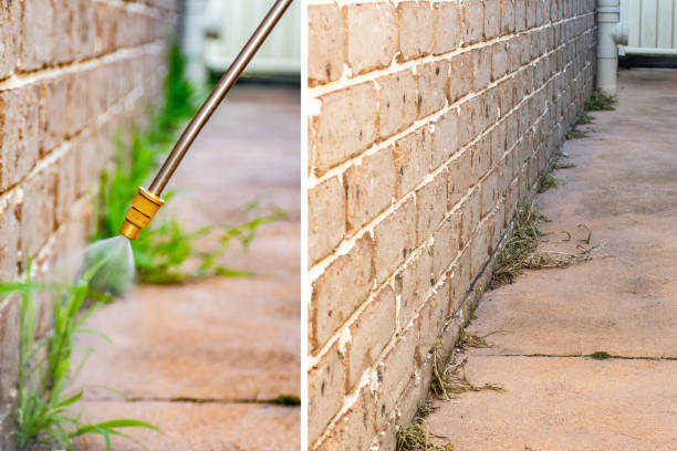 istock Spraying weed killer herbicide to control unwanted plants and grass on a backyard. Before and after 2 weeks 1406125713