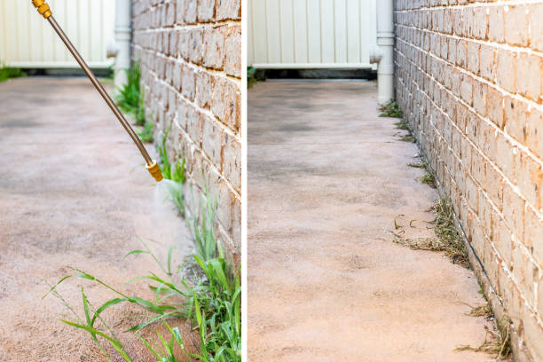 istock Spraying weed killer herbicide to control unwanted plants and grass on a backyard. Before and after 2 weeks 1406125729