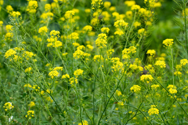 istock Rapeseed yellow flowers closeup selective focus 1406128282