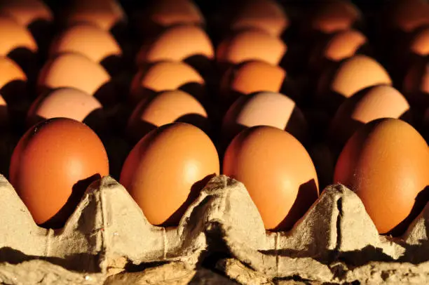 fresh eggs on paper tray morning sun light