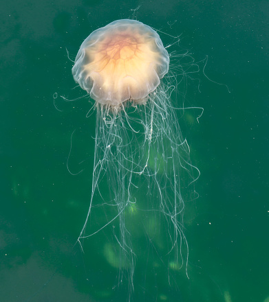 Lion's Mane Jellyfish, Cyanea capillata,  Prince William Sound, Alaska, Scyphozoa, Semaeostomeae, Cyaneidae, large orange brown jellyfish, many tentacles.