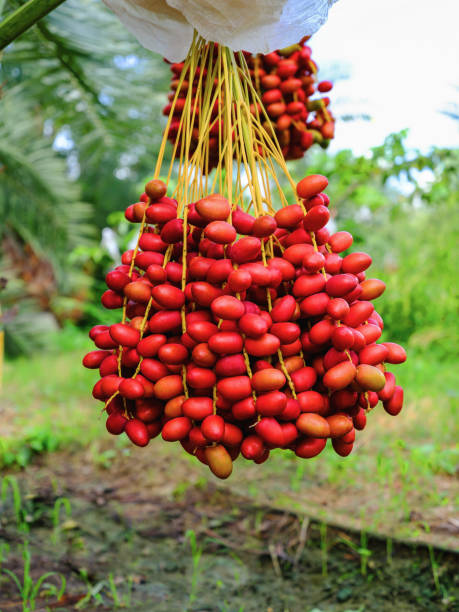 istock resh ripe red date fruits bunch hanging on date palm tree 1406131296