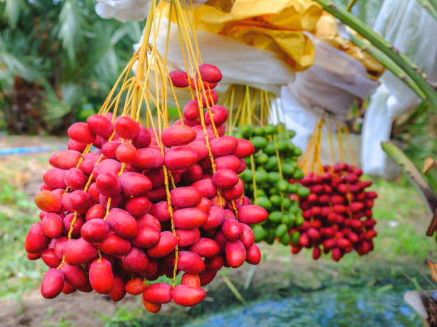 istock resh ripe red date fruits bunch hanging on date palm tree 1406131322