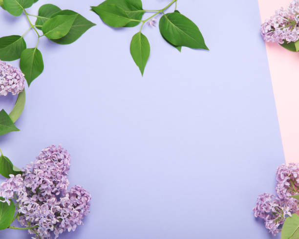 istock White and pink background with lilac flowers. 1406132065