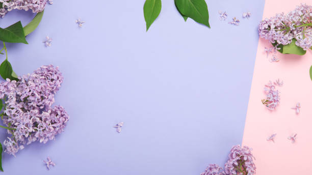 istock White and pink background with lilac flowers. 1406132242