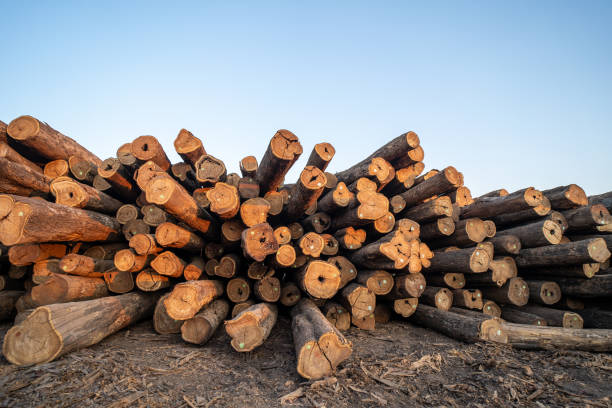istock cedar logs stacked in sawmill with blue sky and sunset light 1406132350