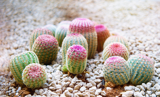 Rainbow cactus on the rock ground.