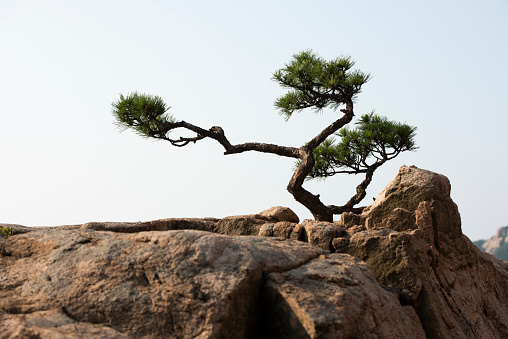 Pine trees and rocks on a white background.