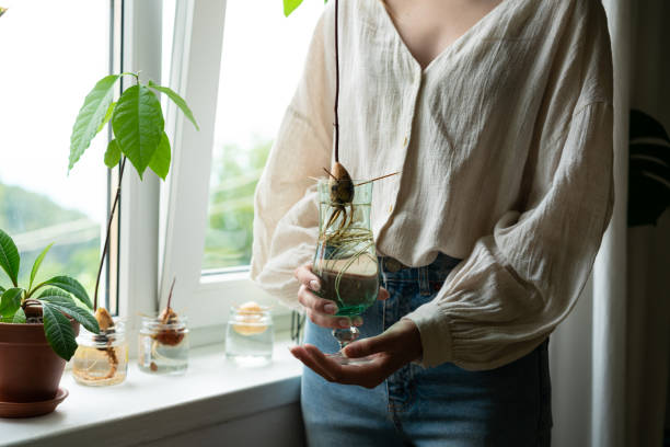 Home gardening concept. Unrecognizable woman holding retro jar with avocado plant growing in water. Unrecognicable woman holding retro jar with avocado seed with sapling growing in water. Agriculture and ecology, second life for avocado. Avocado sprout plant from the seed grow with root in water glass. Modern home decor. Minimalistic concept of plants composition. Home garden. Avocado Tree from Seed stock pictures, royalty-free photos & images