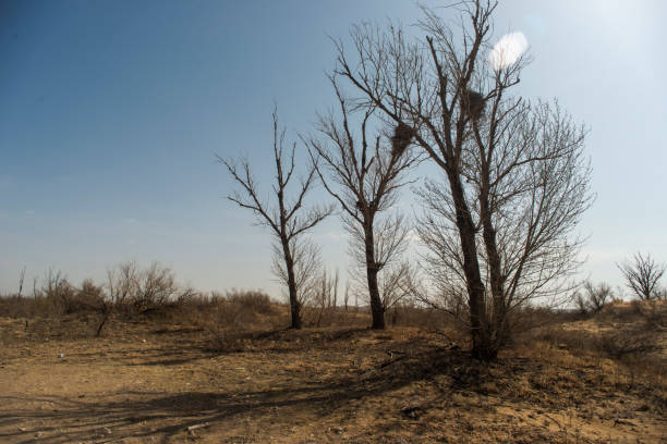 istock Desert landscapes in arid regions 1406135072