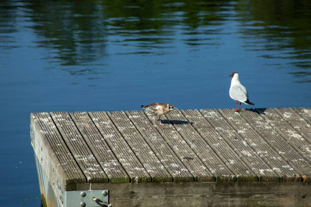 istock A river gull with a chick on a wooden deck by the river. Selective focus, blurred background. 1406136019